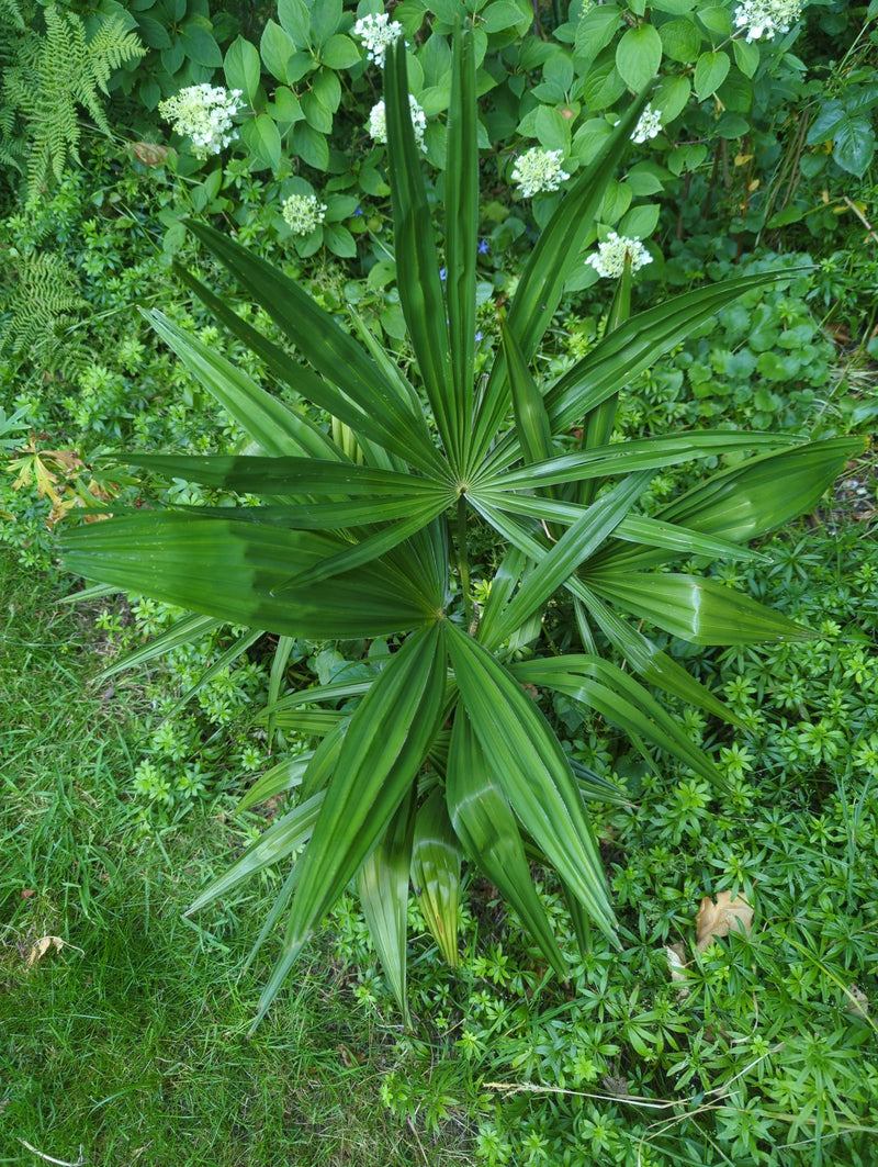 Hanfpalme — Bild 4