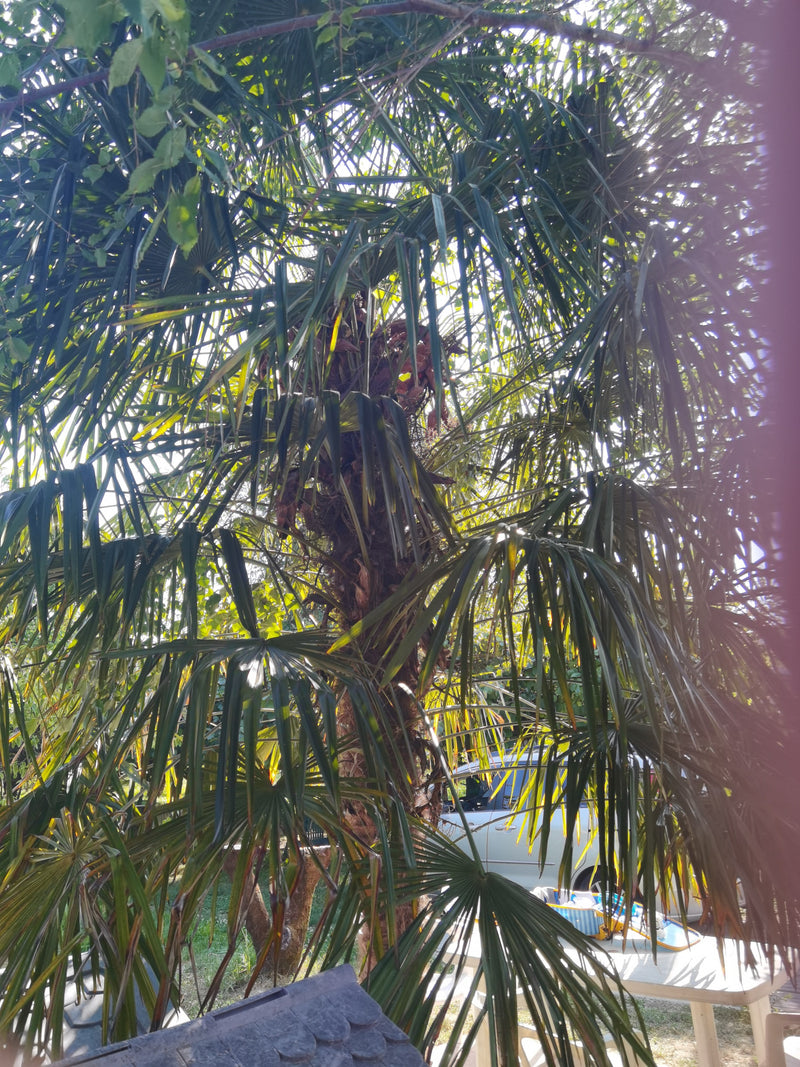 Hanfpalme — Bild 2
