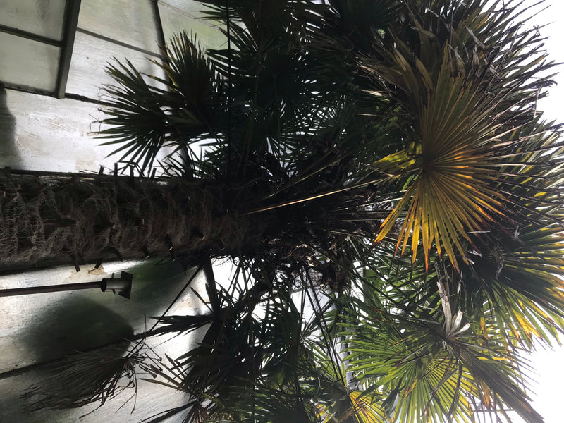 Das Bild zeigt eine ausgewachsene Hanfpalme von unten, aufgenommen in einem Gebäude. Zu sehen sind der charakteristische, faserfibelige Stamm und die großen,...