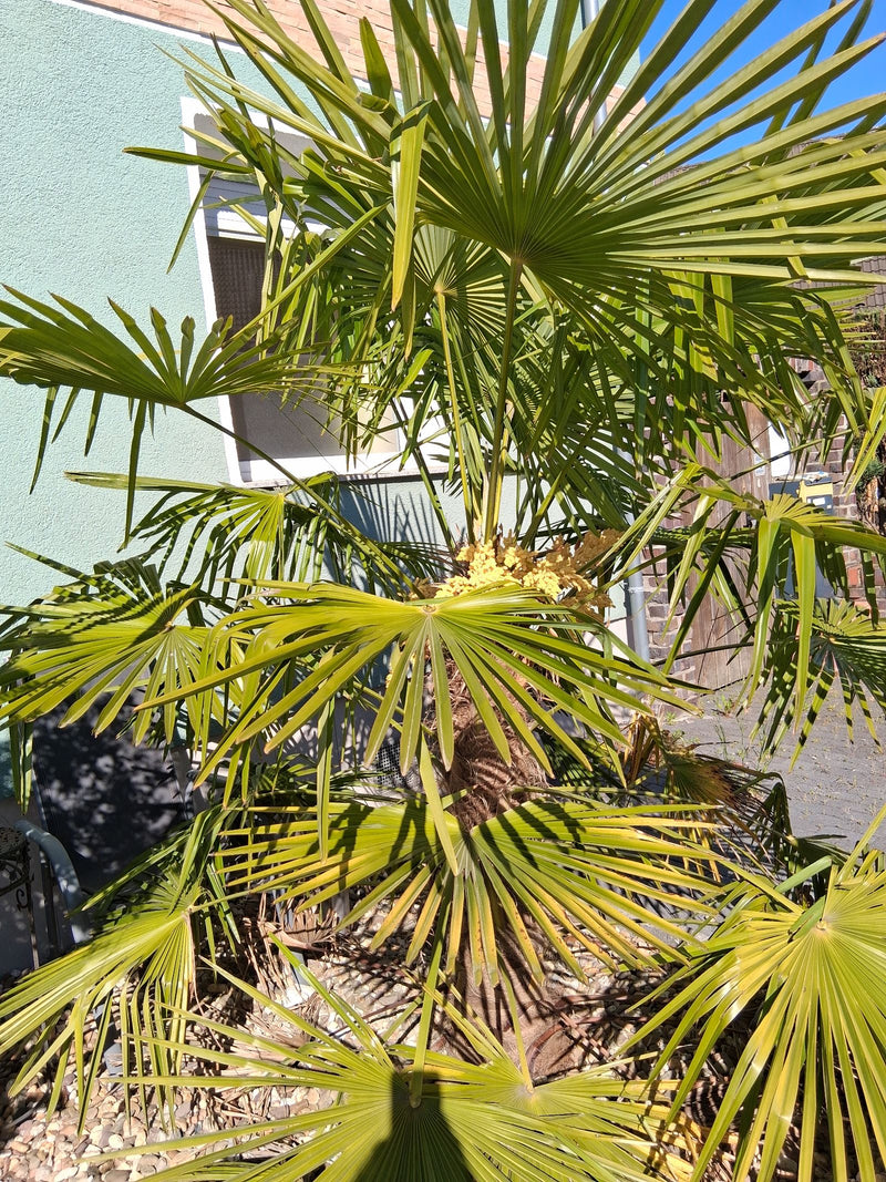 Hanfpalme — Bild 1