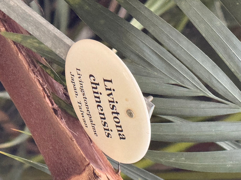 Nahaufnahme der gefächerten Wedel einer Chinesischen Schirmpalme mit einem Artenschild.