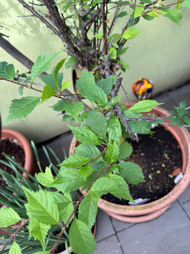 Chinesische Ulme — Bild 1