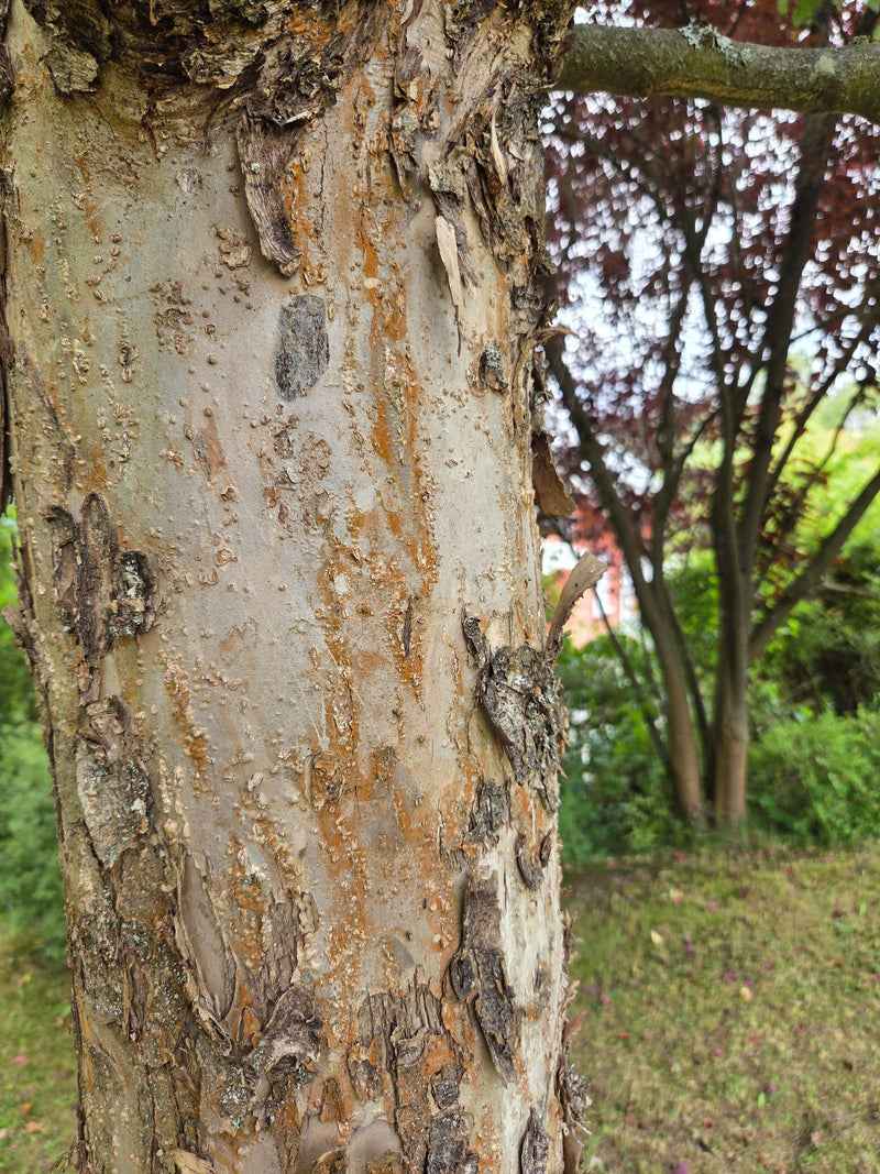 Chinesische Ulme — Bild 1