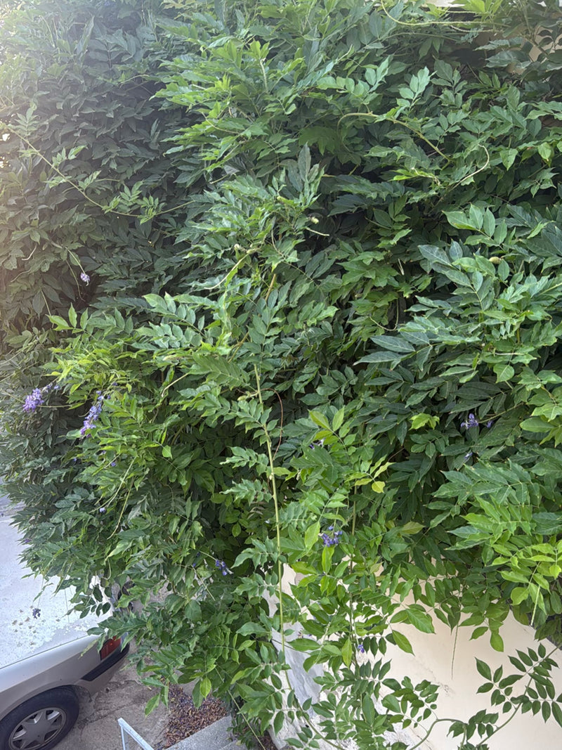 Chinesischer Blauregen — Bild 5