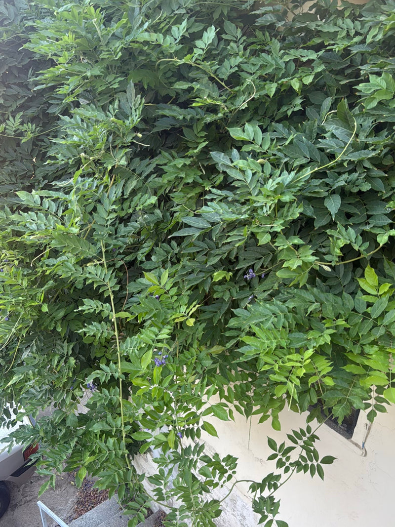 Chinesischer Blauregen — Bild 3