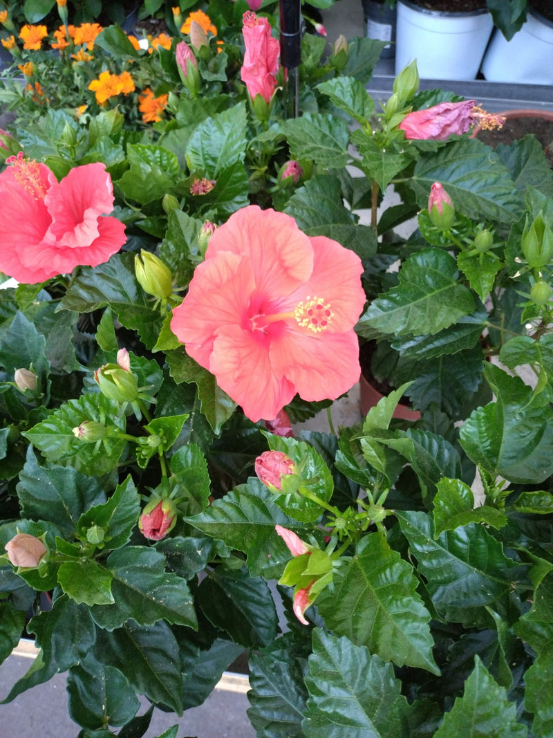 Chinesischer Roseneibisch — Bild 2
