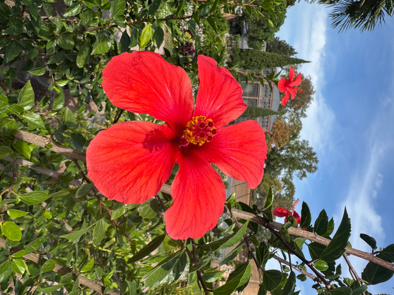 Eine leuchtend rote Blüte des Chinesischen Roseneibischs öffnet sich an einem belaubten Strauch vor blauem Himmel.