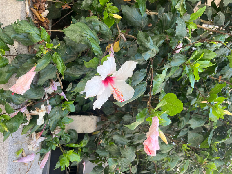 Chinesischer Roseneibisch — Bild 3