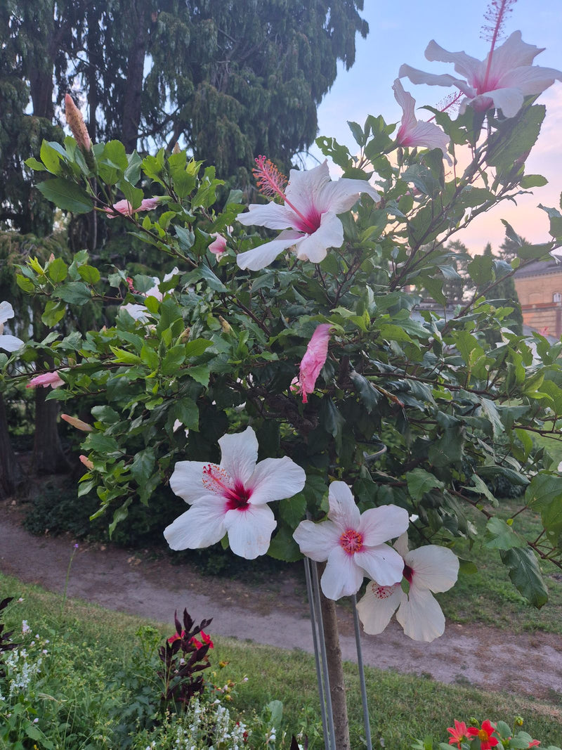 Chinesischer Roseneibisch — Bild 2