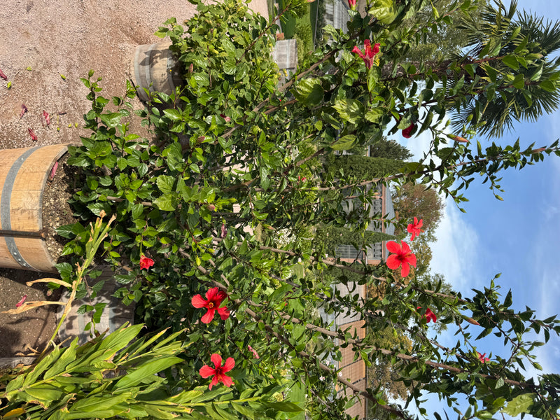 Ein Chinesischer Roseneibisch mit leuchtend roten Blüten wächst in einem großen Holzfass im Freien.