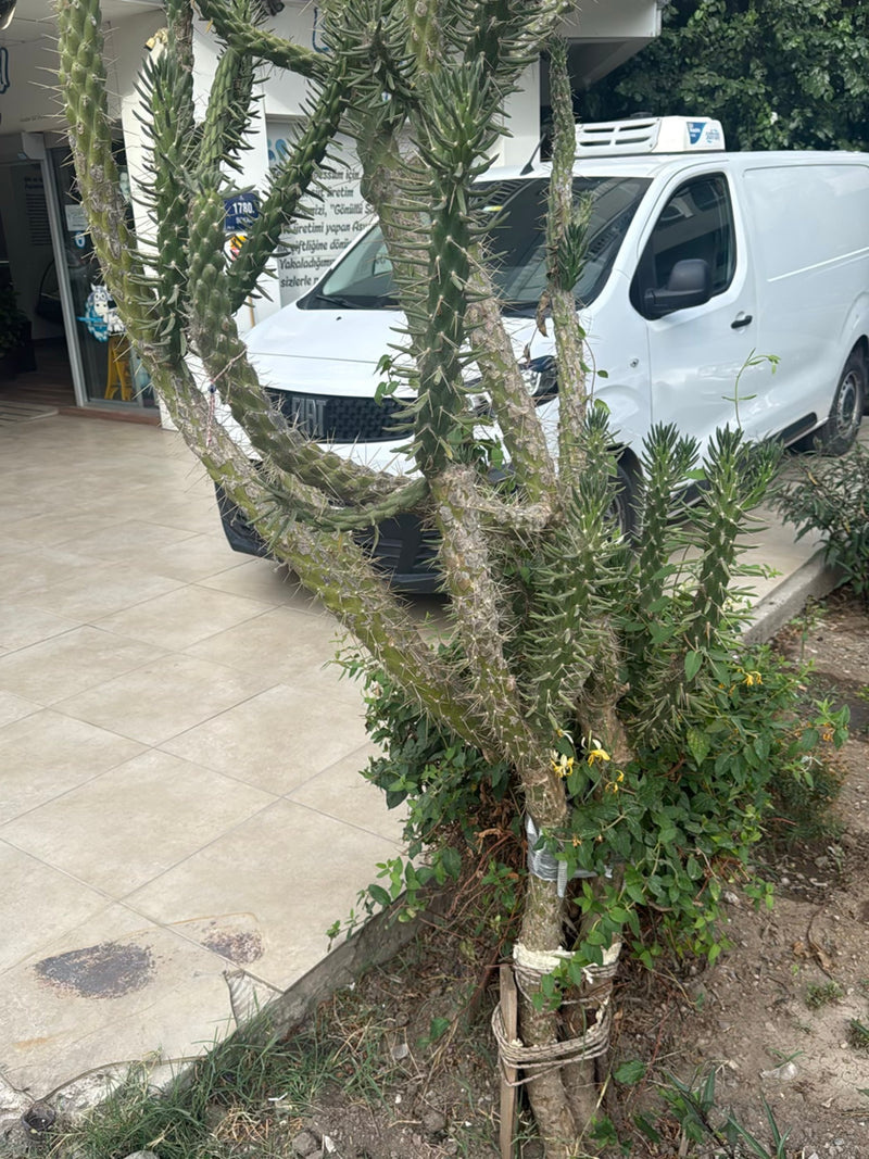 Cholla-Kaktus (Gattung) — Bild 2