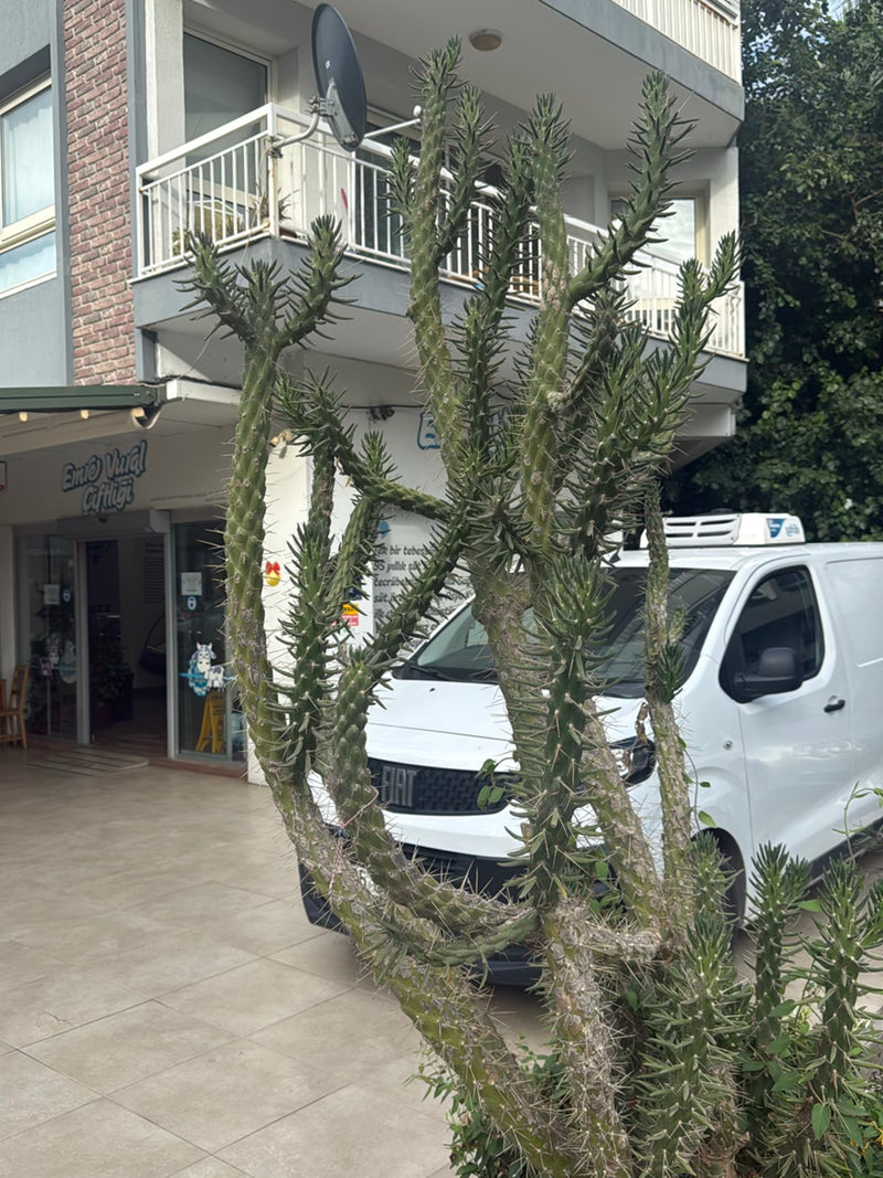 Cholla-Kaktus (Gattung) — Bild 1