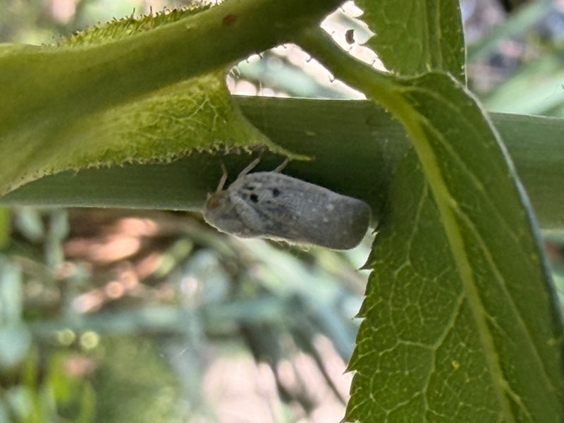 Citrus-Schildzikade — Bild 1