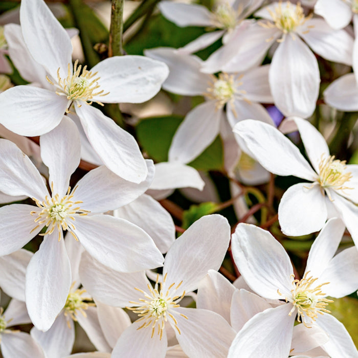 Clematis armandii - Ø15 cm - ↕65cm - Clematide sempreverde con fiori bianchi