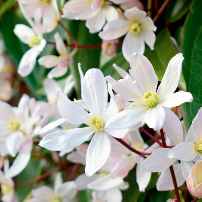 Clematis armandii - Ø15 cm - ↕65cm - Clematide sempreverde con fiori bianchi