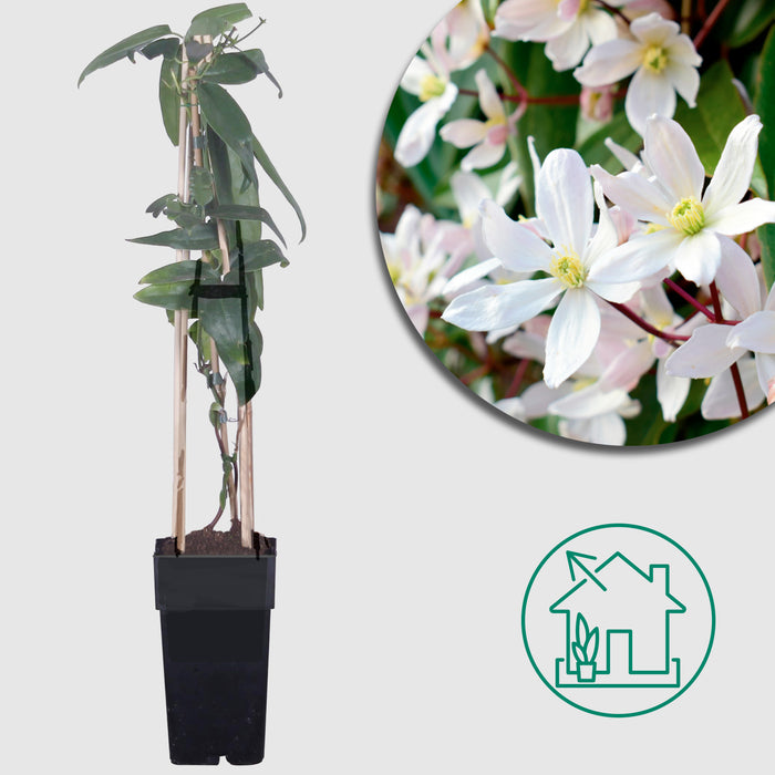 Clematis armandii - Ø15 cm - ↕65cm - Clematide sempreverde con fiori bianchi