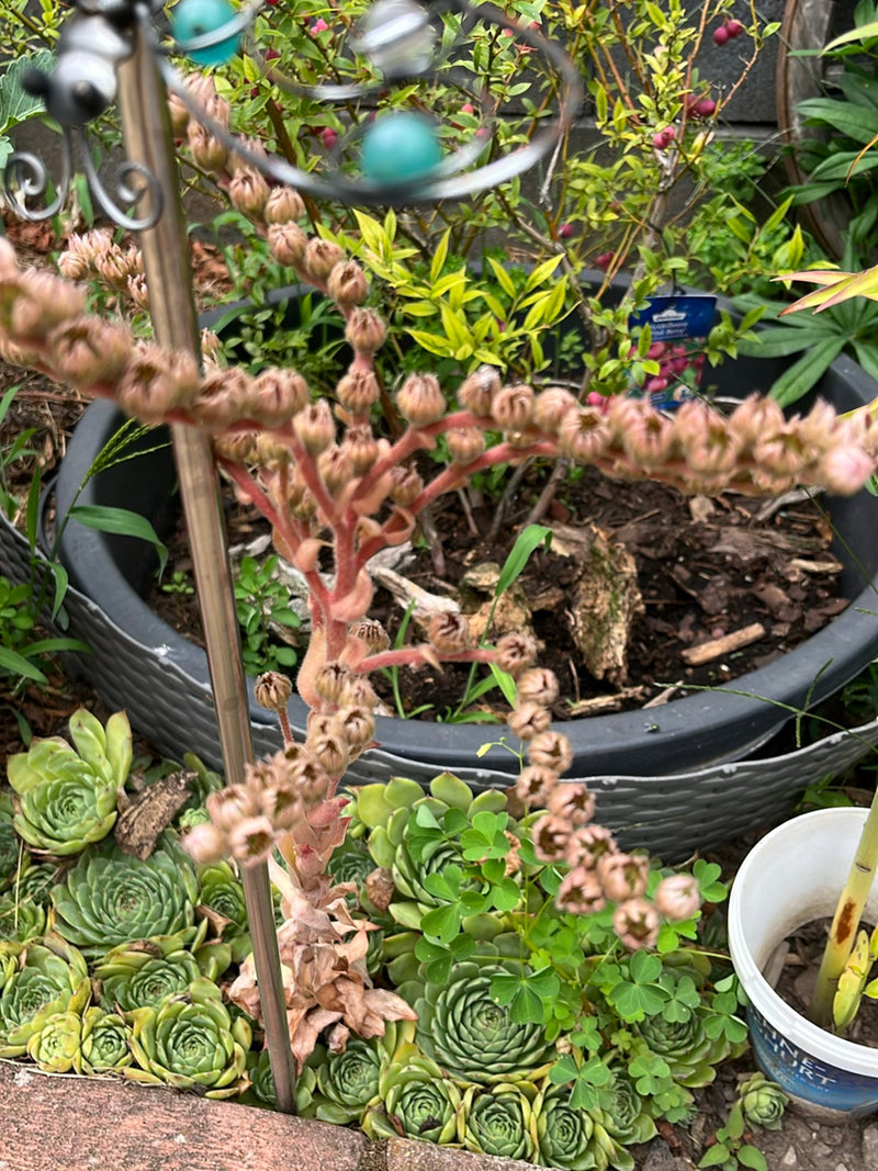 Zu sehen ist eine Hauswurz mit grünen Blattrosetten und einem großen, vertrockneten Blütenstand in einem Gartenbeet. Die fleischigen Blätter bilden dichte Po...