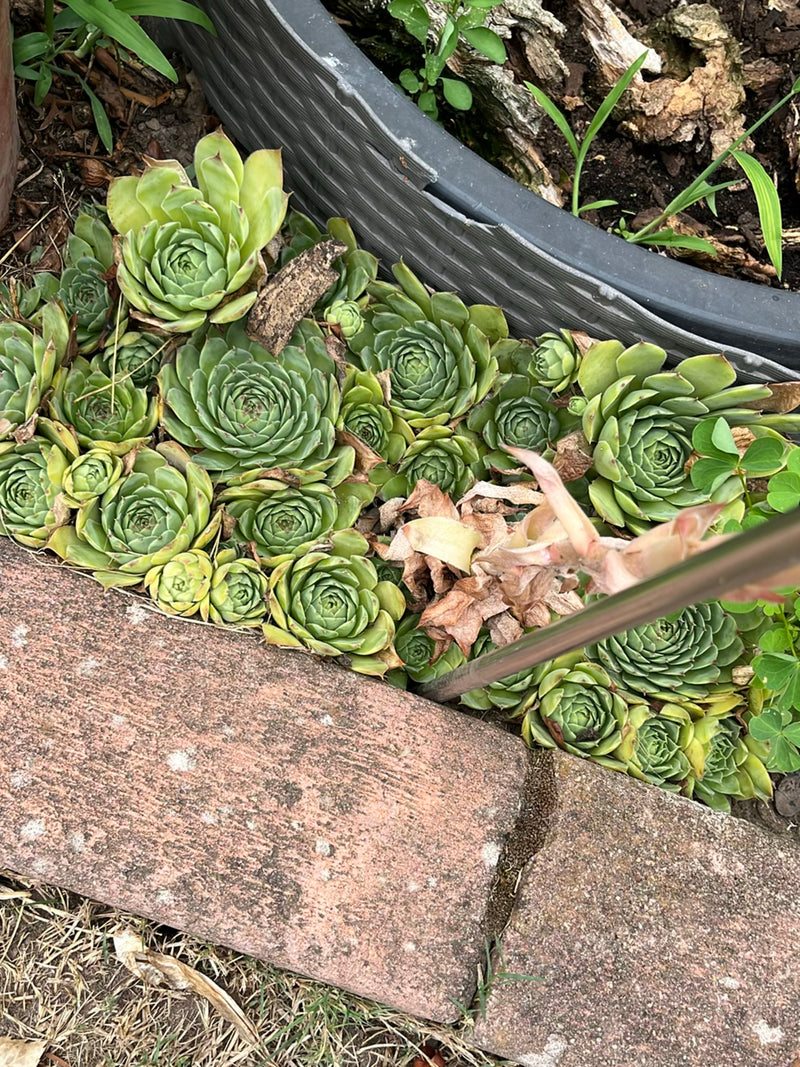 Zu sehen ist eine dichte Gruppe von Hauswurzen mit fleischigen Rosettenblättern. Die Pflanzen wachsen direkt an einer Steinmauer und am Rand eines Beetes.
