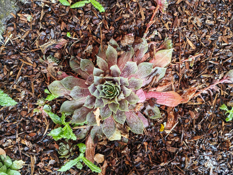 Zu sehen ist eine Hauswurz in einer Aufsicht, die in Rindenmulch wächst. Die fleischigen Blätter der Rosette sind mit Wassertropfen benetzt.