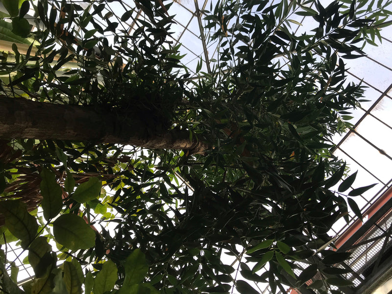 Dammara-Baum — Bild 2 von 2