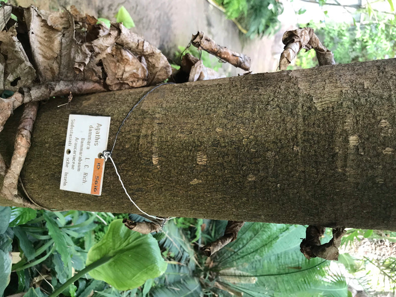Dammara-Baum — Bild 1 von 2