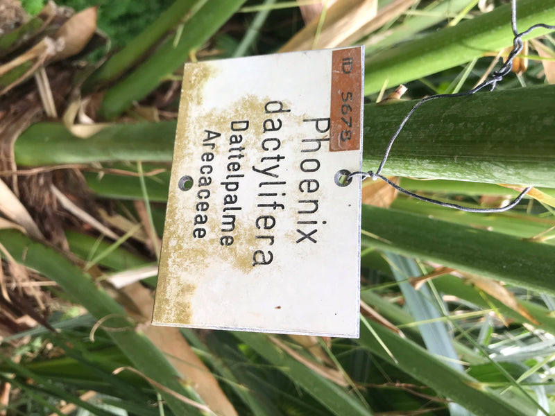 Dattelpalme (Sämling) — Bild 4 von 4