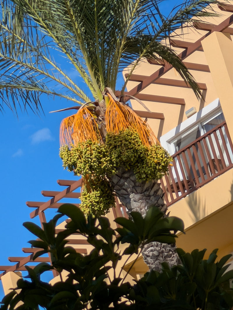 Dattelpalme (Sämling) — Bild 3 von 4