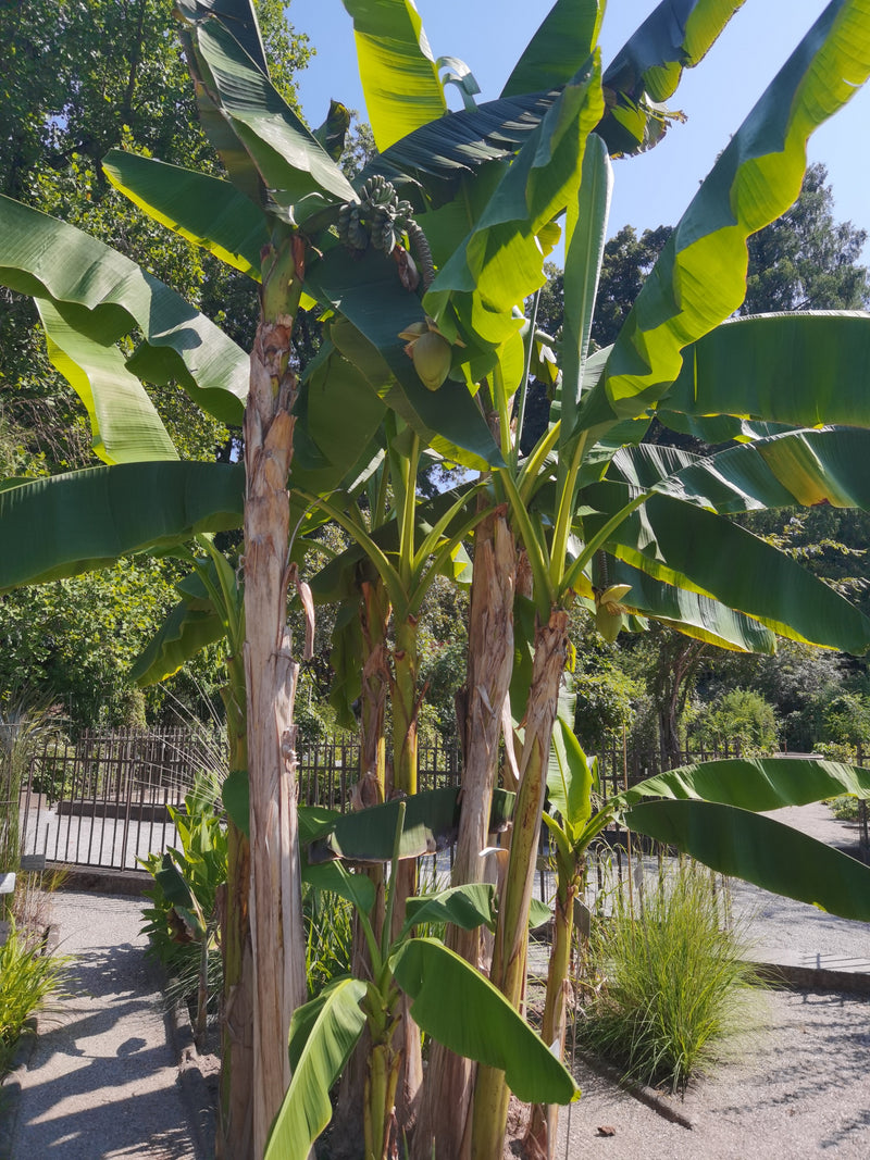 Dessertbanane — Bild 1