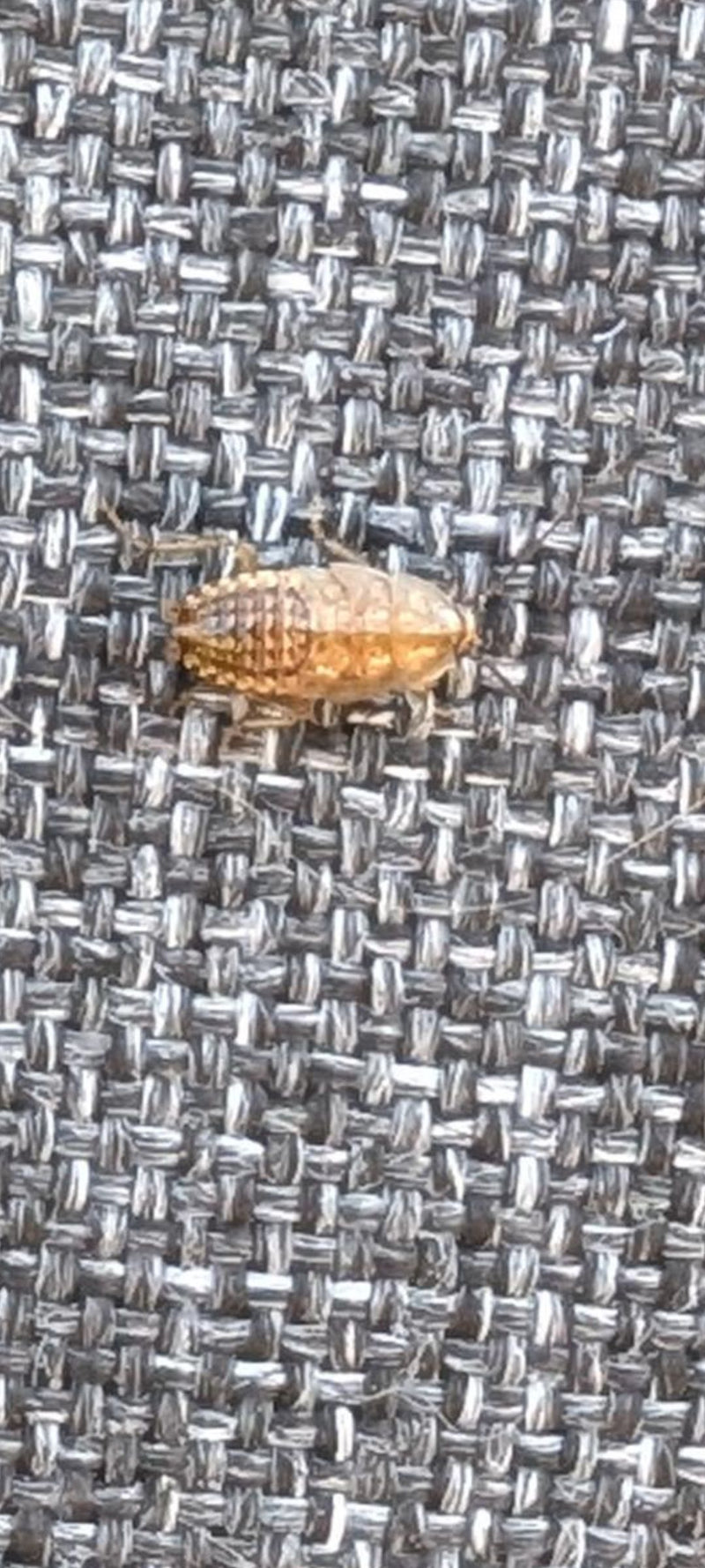 Deutsche Schabe — Bild 3