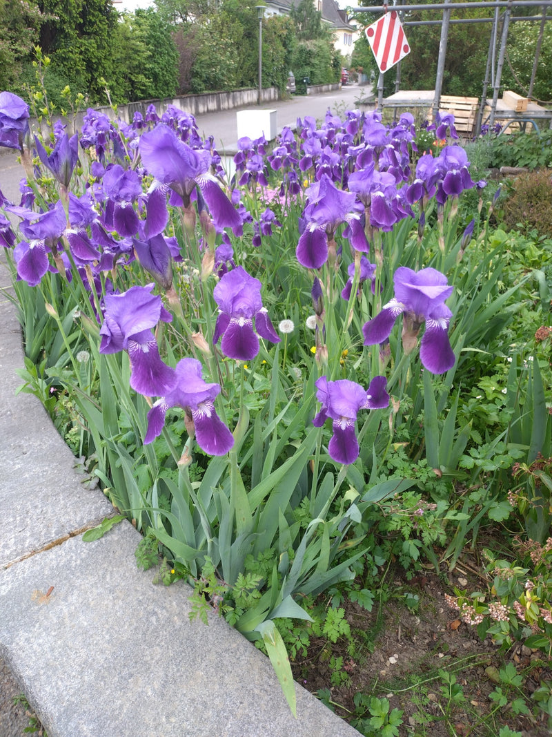 Auf dem Bild ist eine Gruppe blühender Deutscher Schwertlilien mit charakteristischen violetten Blüten zu sehen. Sie wachsen in einem Beet direkt an einem St...