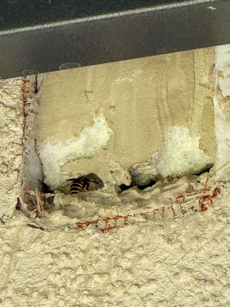Deutsche Wespe — Bild 2