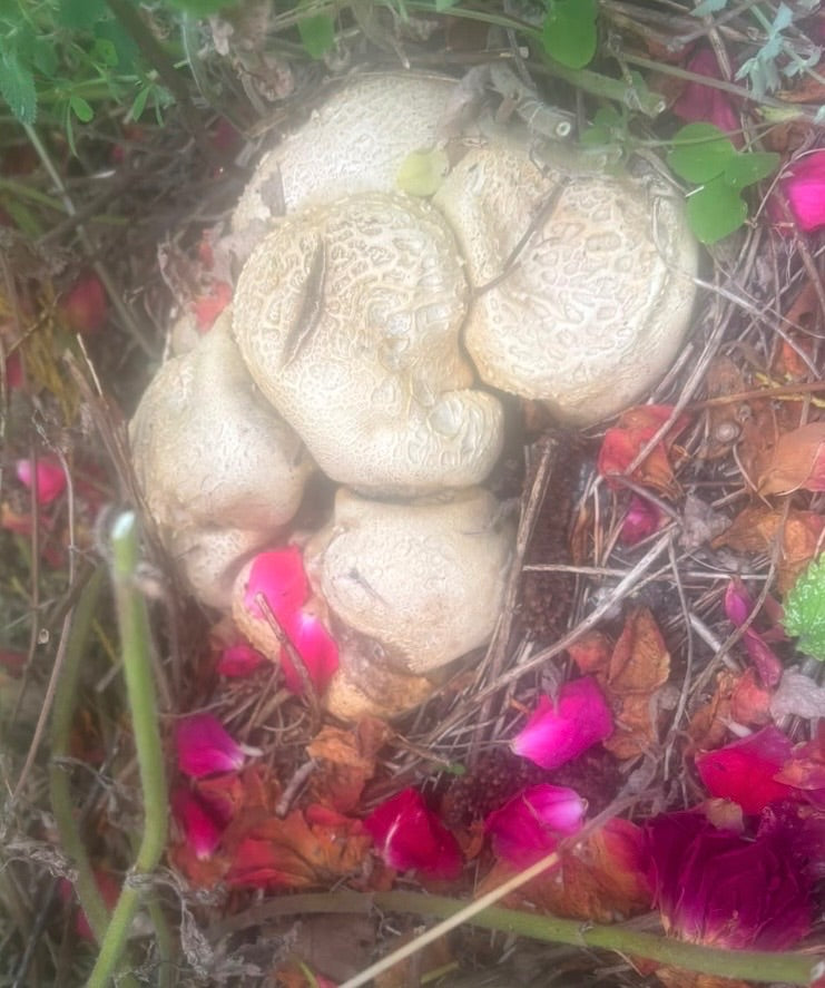 Dickschaliger Kartoffelbovist — Bild 1