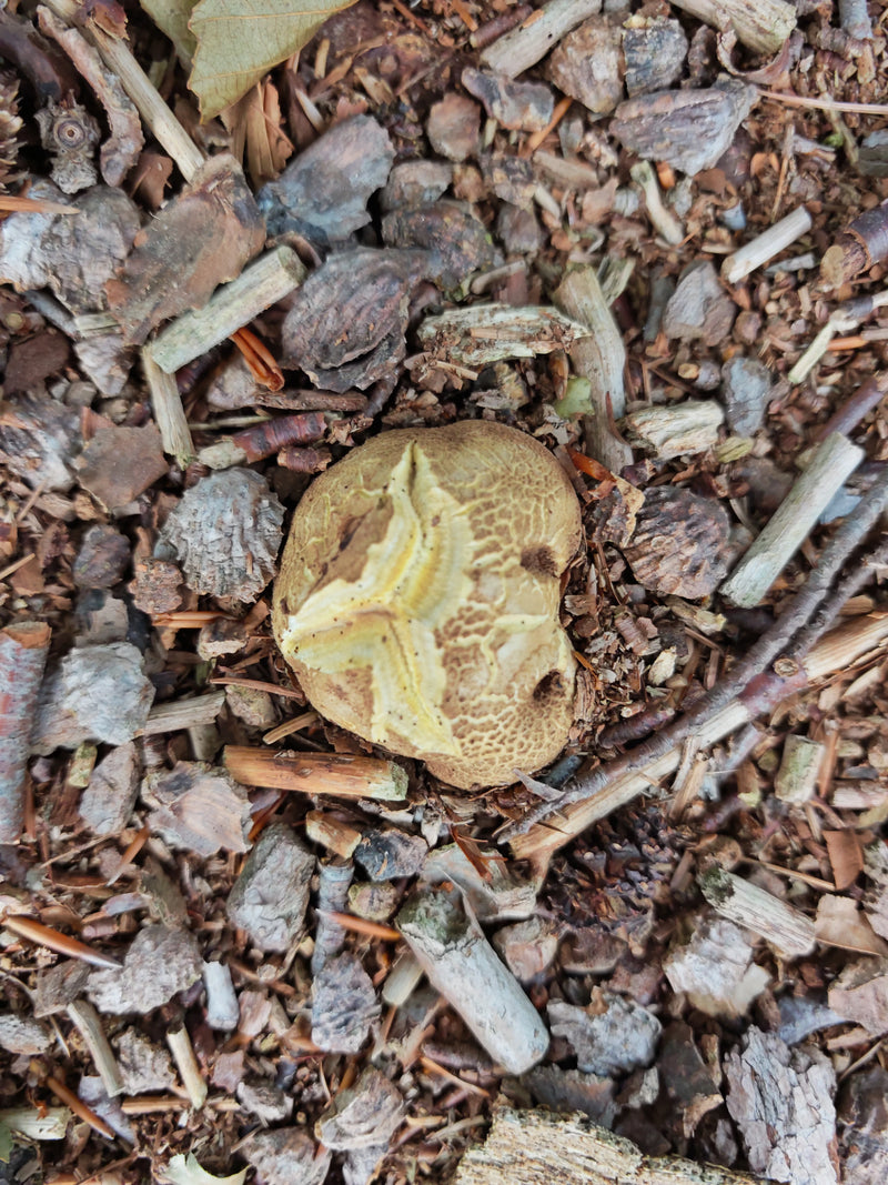 Dickschaliger Kartoffelbovist — Bild 1 von 2