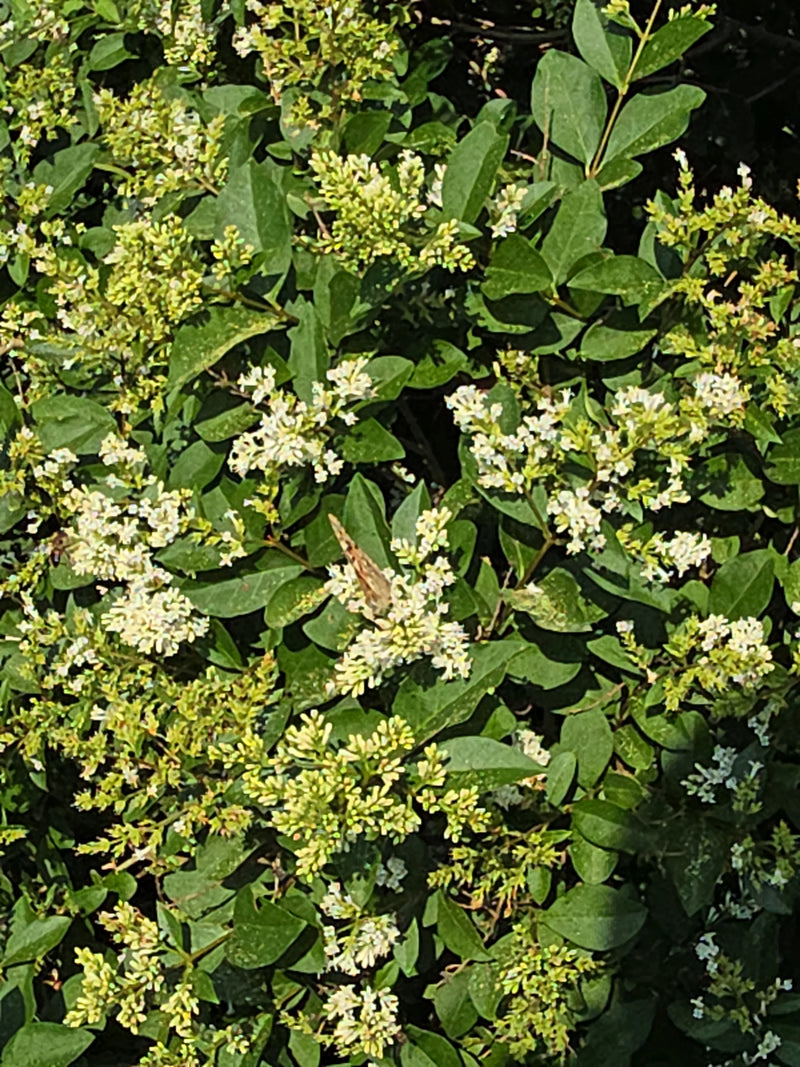 Distelfalter — Bild 1