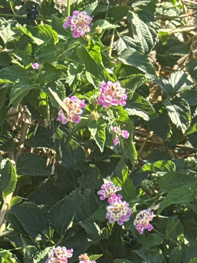 Distelfalter — Bild 5