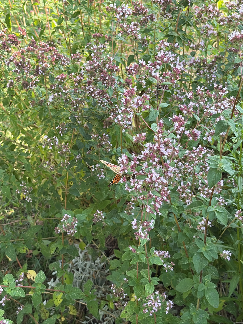 Distelfalter — Bild 3