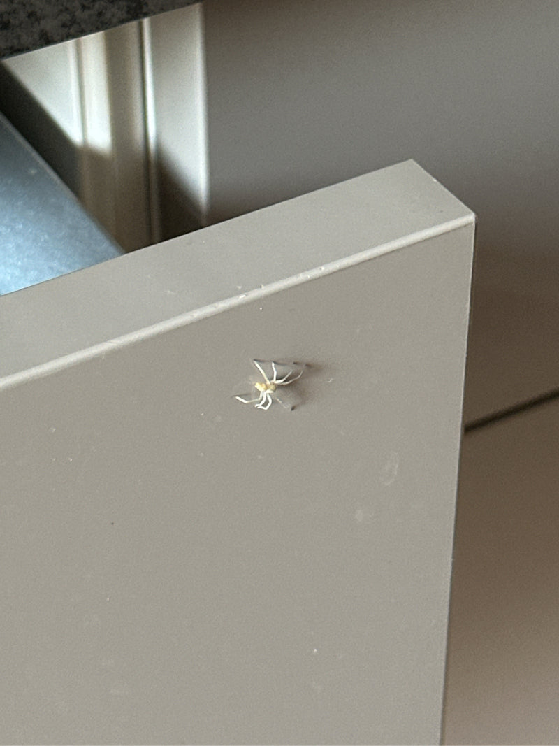 Dornfingerspinnen — Bild 3