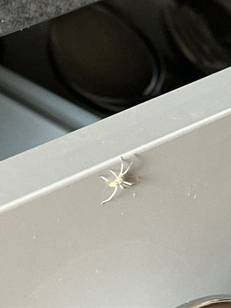 Dornfingerspinnen — Bild 2