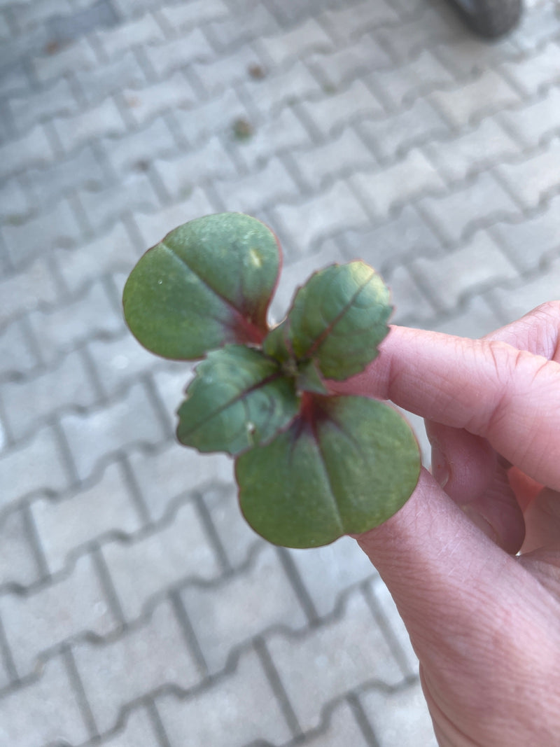 Drüsiges Springkraut — Bild 1