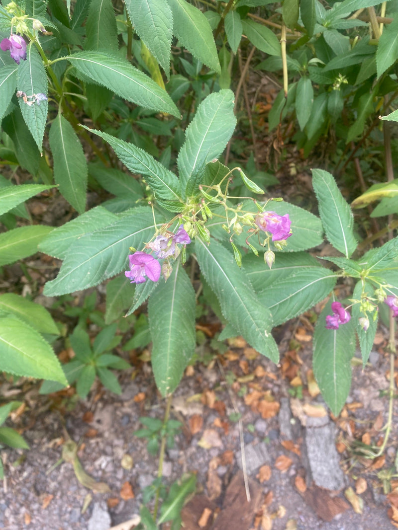 Drüsiges Springkraut — Bild 4