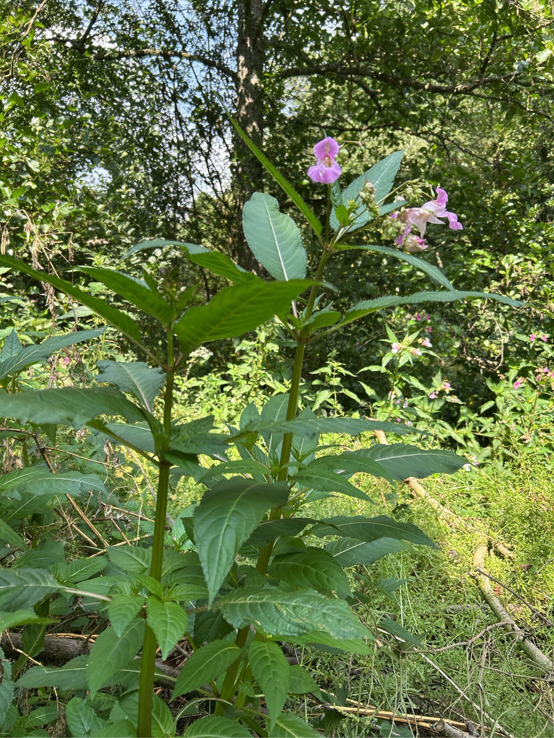 Drüsiges Springkraut — Bild 1