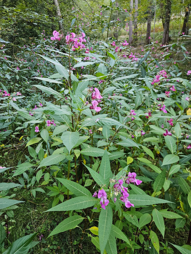 Zu sehen ist ein Bestand des Drüsigen Springkrauts mit charakteristischen rosa Blüten und gezähnten Blättern. Die Pflanzen stehen in einem waldnahen Habitat.