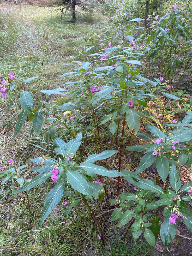 Mehrere blühende Pflanzen des Drüsigen Springkrauts wachsen auf einer grasigen Fläche am Waldrand.