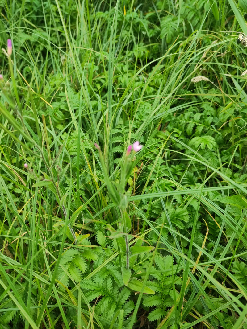 Auf dem Bild ist ein Drüsiges Weidenröschen mit kleinen rosa Blüten zu sehen, das inmitten von hohem Gras und Wiesenvegetation wächst.