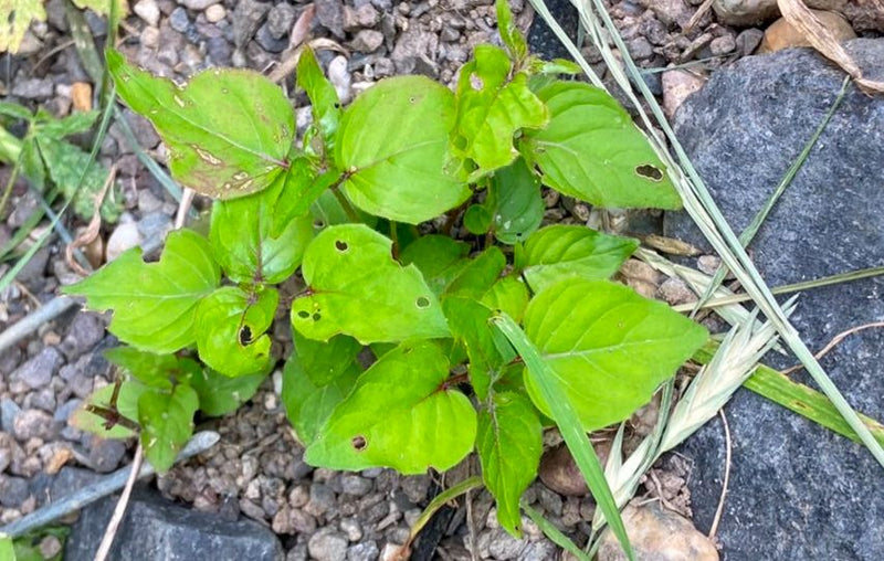 Drüsiges Weidenröschen — Bild 2