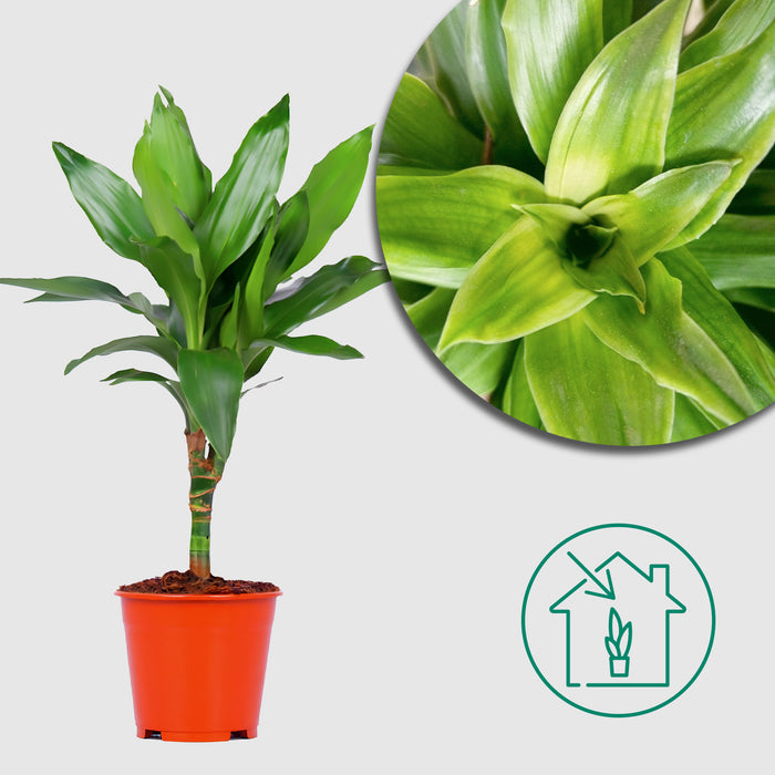 Dracaena Janet Lind "Duftender Drachenbaum" Ø14cm - ↕55cm - Pflegeleicht und dekorativ