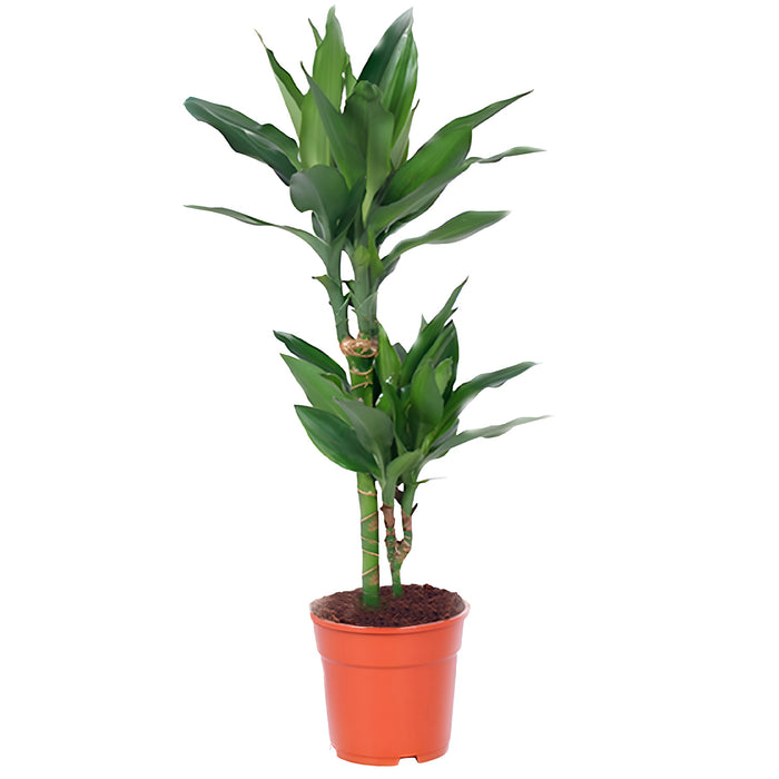 Dracaena Janet Lind "Fragrant Dragon Tree" Ø17cm - ↕70cm - Elegante attrazione per la tua casa