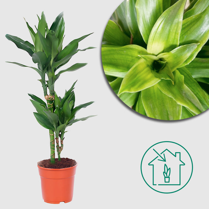 Dracaena Janet Lind "Fragrant Dragon Tree" Ø17cm - ↕70cm - Elegante attrazione per la tua casa