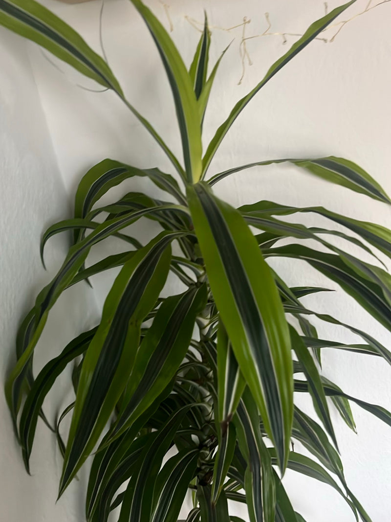Drachenbaum — Bild 4