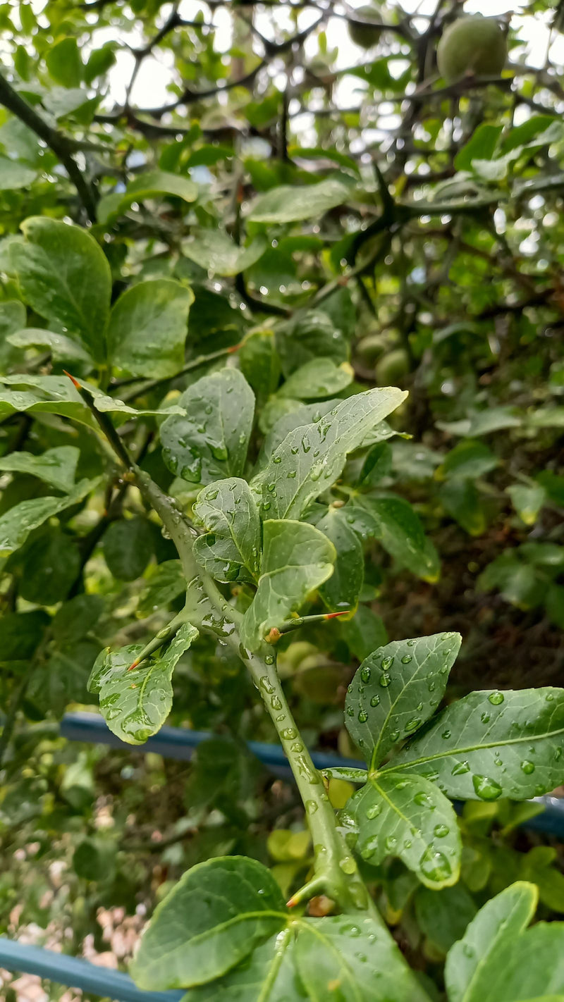 Dreiblättrige Orange — Bild 3 von 4